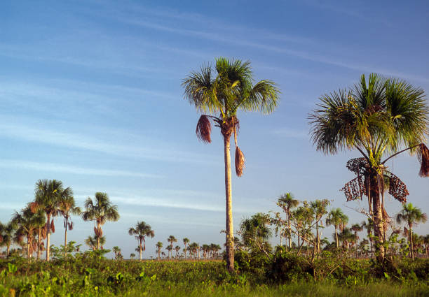 Estuary with palm trees, Turuepano, Sucre State, Venezuela