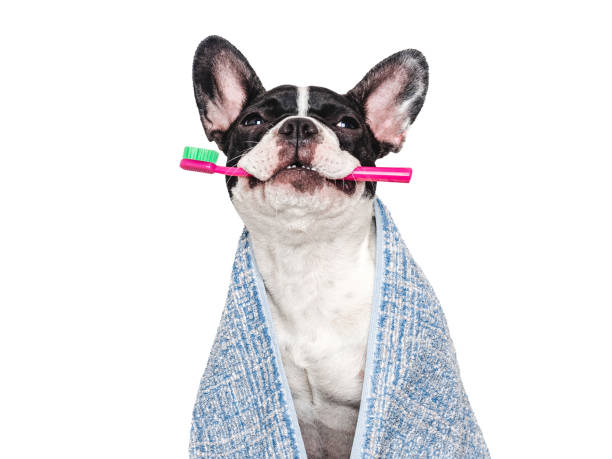 istock Cute puppy, towel and toothbrush. Studio shot 2166638708