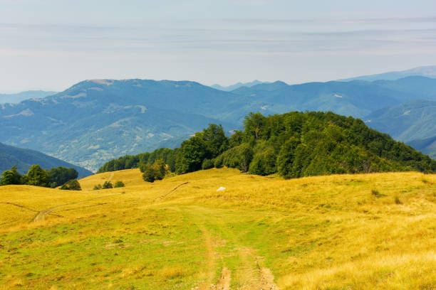 forest on the edge of grassy hill. carpathian mountain landscape in late summer. sunny weather. outdoor adventures
