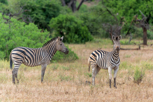 istock Zebra in Mashatu Game Reserve in the Tuli Block in Botswana. 2166639688