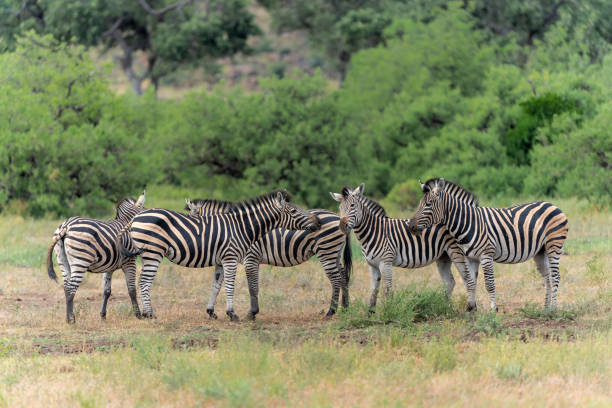 istock Zebra in Mashatu Game Reserve in the Tuli Block in Botswana. 2166639691