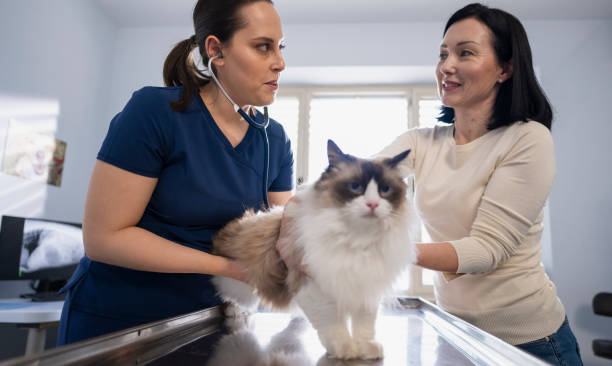 istock Veterinarian Examining Beautiful Longhair Cat 2166639789