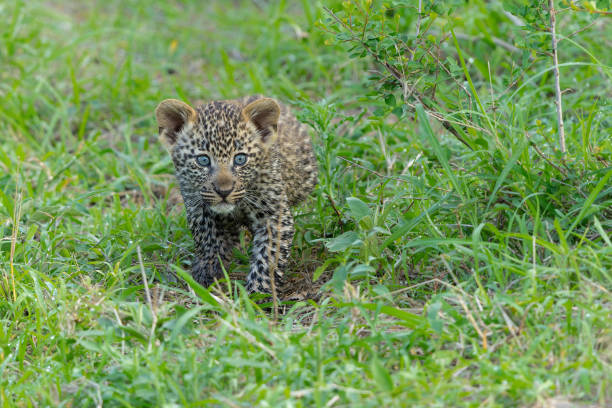 istock Leopard cub in Sabi Sands Game Reserve 2166639944