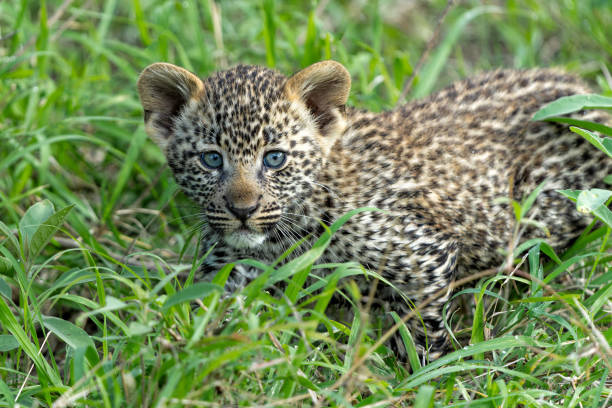 Leopard cub in Sabi Sands Game Reserve