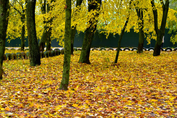 A thick carpet of dry yellow leaves lies between the trees.