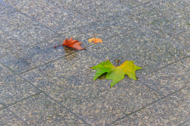 Autumn yellow leaves fall on wet rainy pavement