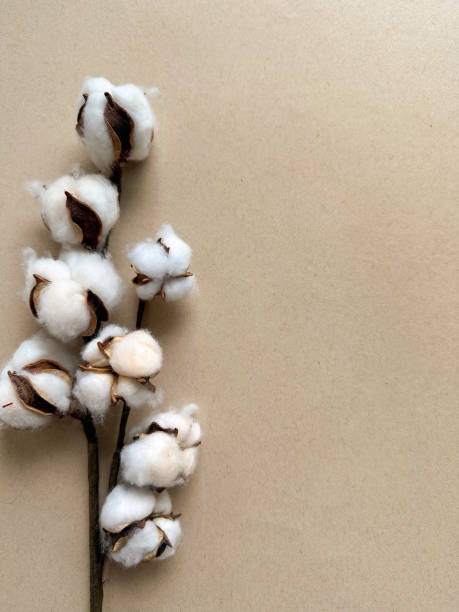 istock Cotton plant, flat lay background 2166642409