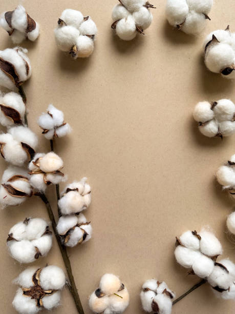 istock Cotton plant, flat lay background 2166642410