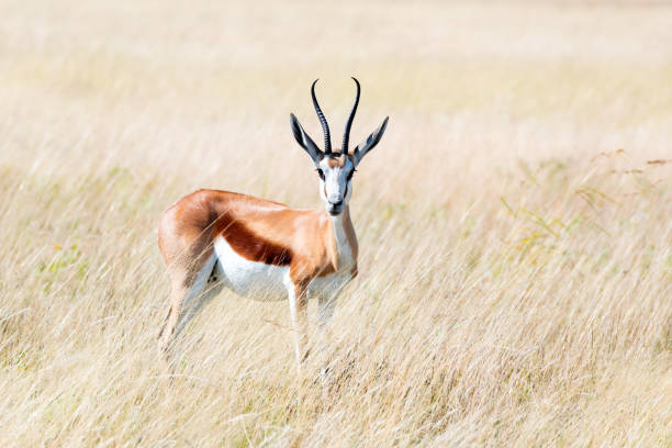 istock A male of black-faced impala 2166642439