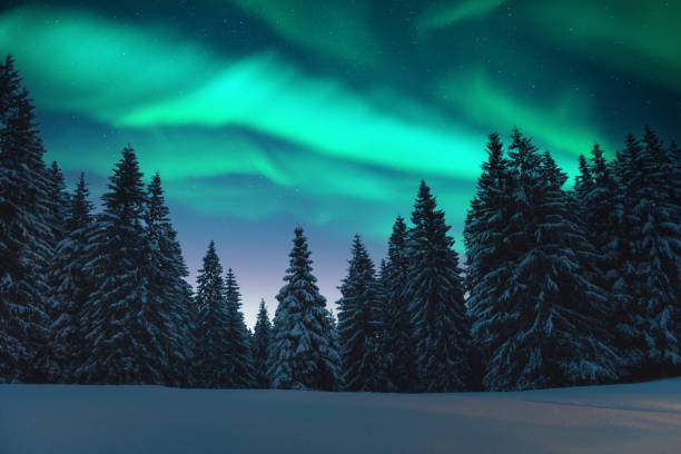 istock Northern lights in winter forest 2166643557
