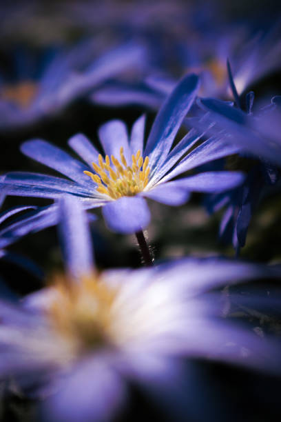 Defocused background.