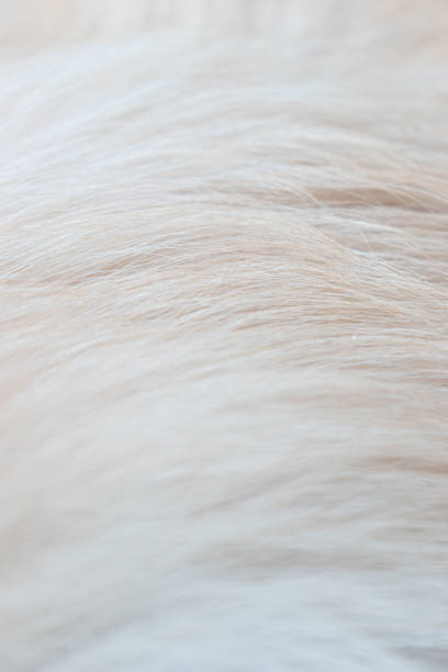 istock white Dog fur closeup 2166645889