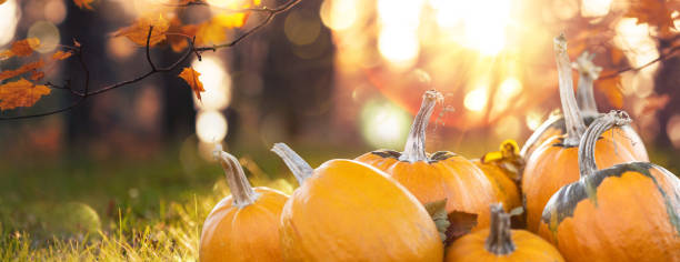 istock Thanksgiving or autumn scene with pumpkins 2166646723