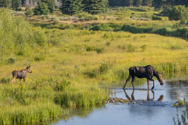istock Moose Cow and calf 2166646933