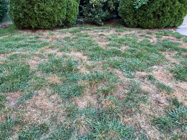 istock Brown Lawn and Bunny 2166647707