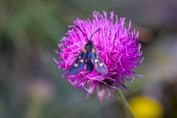 top view of an Amata phegea on a nice colorful blossom