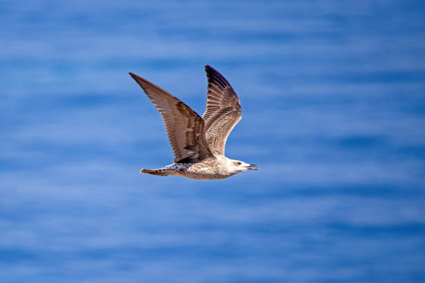 a juvenile Larus michahellis in the air