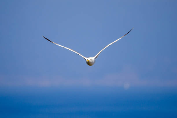 a Larus michahellis in the air flying straight to the viewer