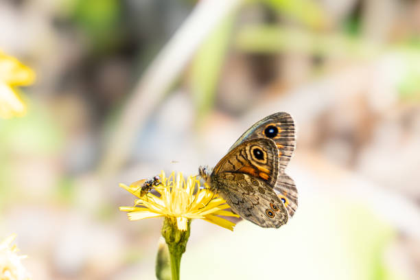 istock beautiful butterfly posing on a yellow flower 2166647991