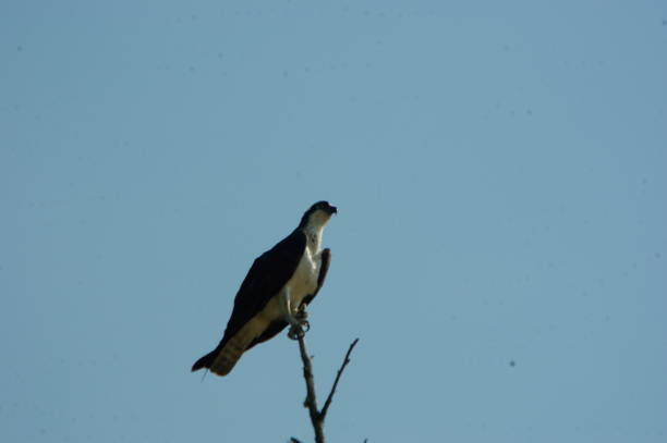 istock Osprey on the lookout 2166648412