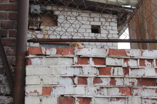 One orange cat looks at camera with a fence above it and a brick wall underneath