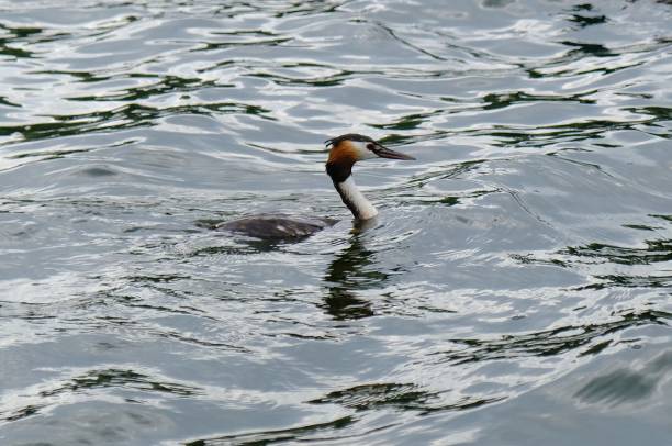 istock A great grebe swims on the surface of the water 2166649653