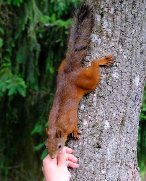 istock A closeup of a squirrel on a tree sniffing a hand 2166649813