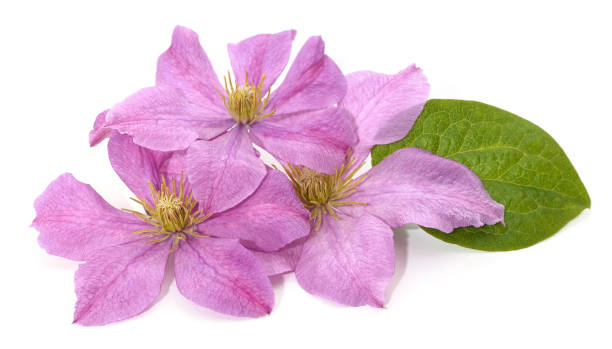istock Purple clematis and leaves. 2166649988