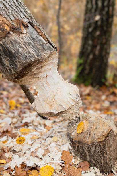 In a peaceful forest, a hardworking beaver carefully gnaws through a tree trunk, revealing a marked stump surrounded by wood chips, demonstrating its dedication and diligence.