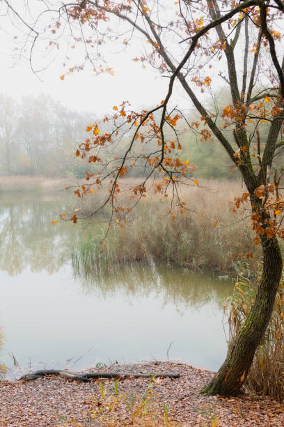 istock Bare tree branches create a mesmerizing silhouette against the tranquil lake under the cloudy sky 2166650684