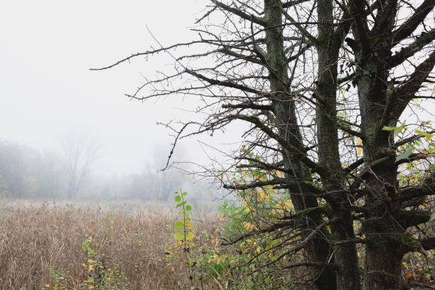 A wind turbine farm produces green energy, supporting eco-friendly practices and sustainable technology in nature.