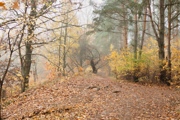 A path through a forest in the fall season with a thick layer of fallen yellow leaves, a single tree in the distance, and a slight fog creating a mystical atmosphere.