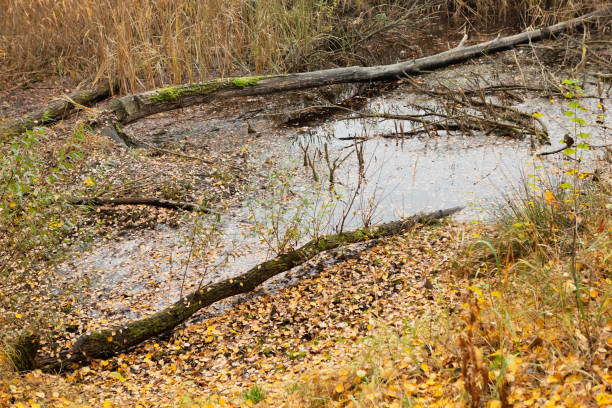 A large fallen tree trunk lies in a swampy forest, surrounded by murky water filled with leaves and branches. The background shows bare trees with yellow and orange leaves.