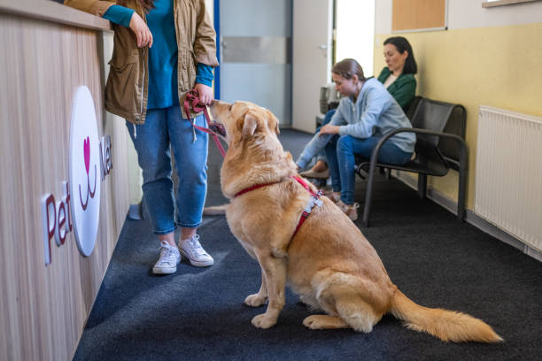 istock Caucasian Woman with Dog at Veterinary Reception 2166652828
