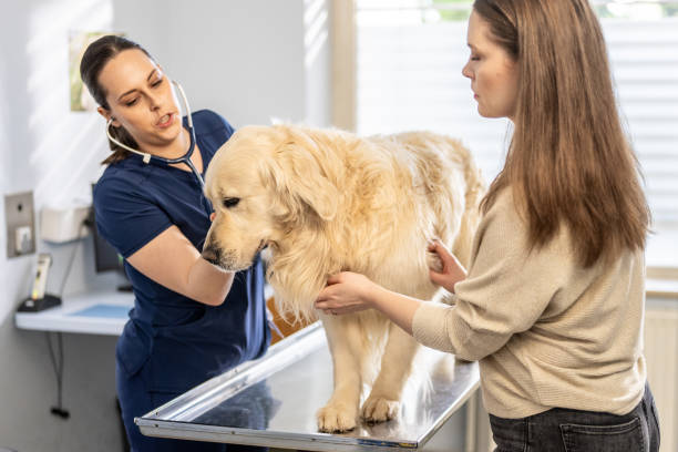 istock Veterinarian Conducting Checkup on Golden Retriever 2166652862