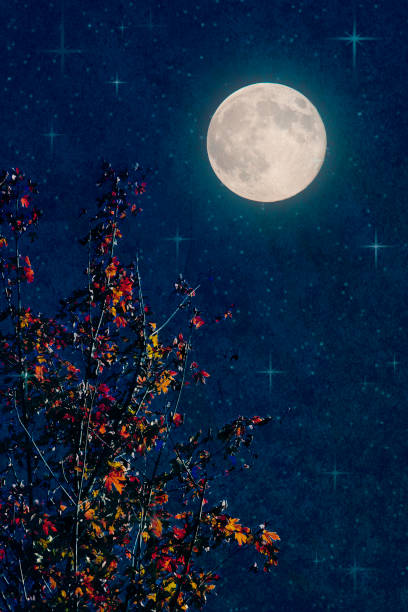 istock Full Moon, Tree with Autumn Leaves, Night Sky 2166652941
