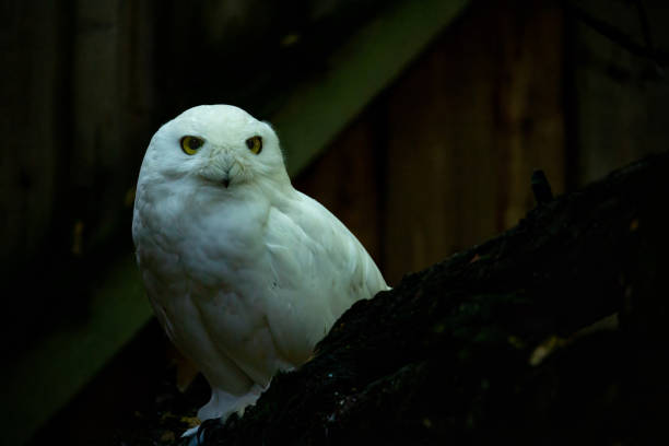 Snowy owl sits on the ground looking straight into the camera