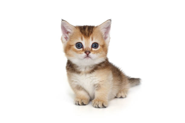 istock Small Scottish kitten with short legs. 2166656222