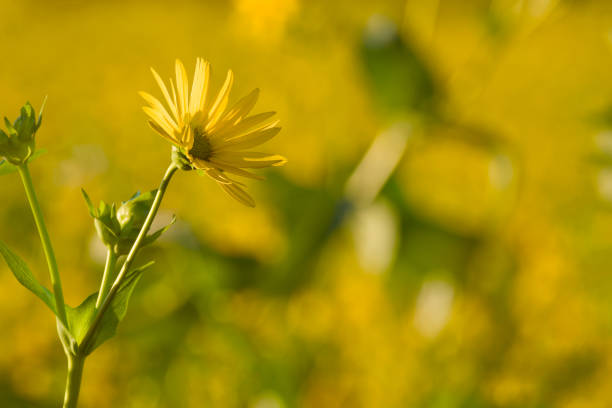 High Close Focus Sunflower Yellow Petals in Houston, Texas, United States