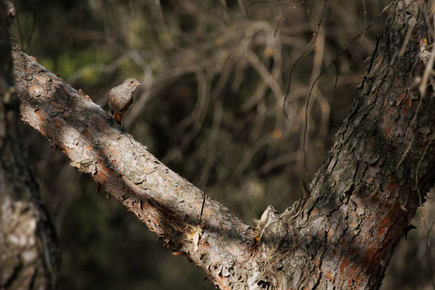 istock Pine tree with shadows in forest with black redstart phoenicurus ochruros perched 2166657373