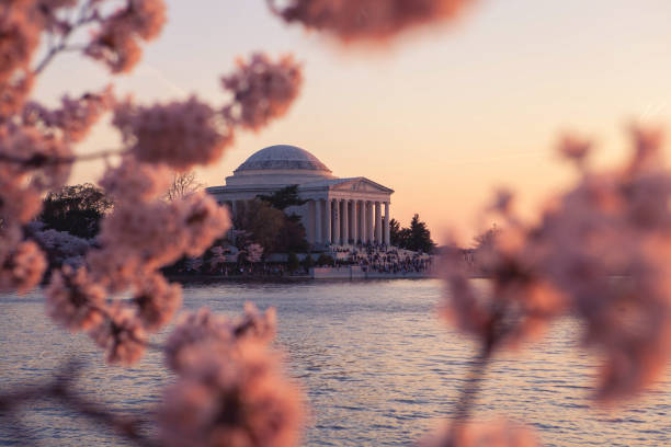 Close up of Cherry Blossoms in bloom during Pink Sunset on Tidal Basin in Washington DC during the National Cherry Blossom Festival, Jefferson Memorial