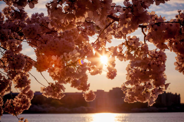 istock Close Up of Pink Cherry Blossom Branches against orange sunset with Sunburst effect, dramatic cherry blossom scene 2166657828