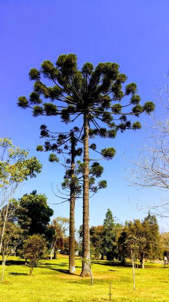 istock Beautiful pine tree registered in the Santa Catarina mountains 2166657964