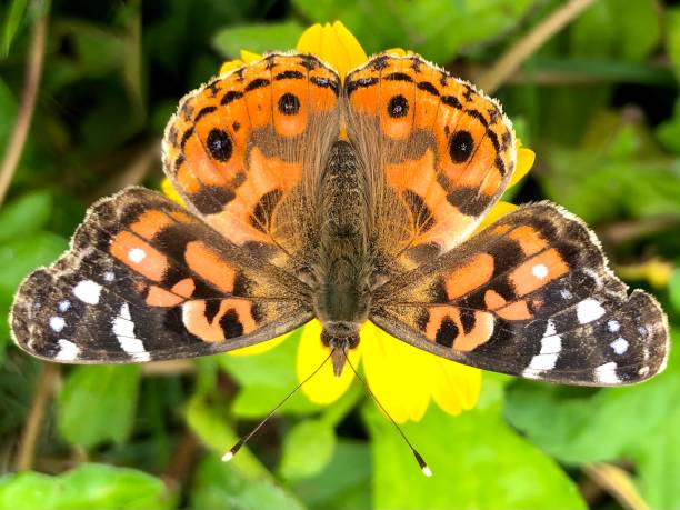 istock Amazing colors of this moth 2166658052