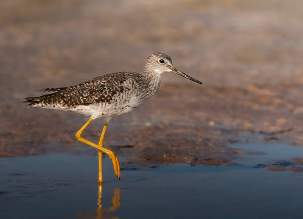 istock Greater Yellowlegs on the beach 2166658363
