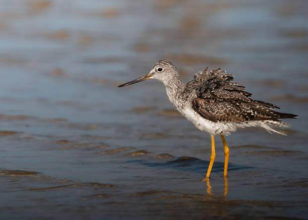 istock Greater Yellowlegs shaking its feathers 2166658406