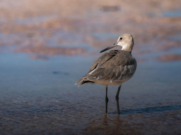 istock Willet shorebird looking back in the water 2166658411