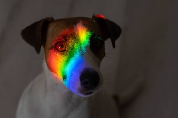 istock Rainbow rays on the muzzle of a Jack Russell Terrier dog. 2166659388