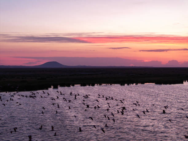 istock Flamingos flying over lake 2166659608