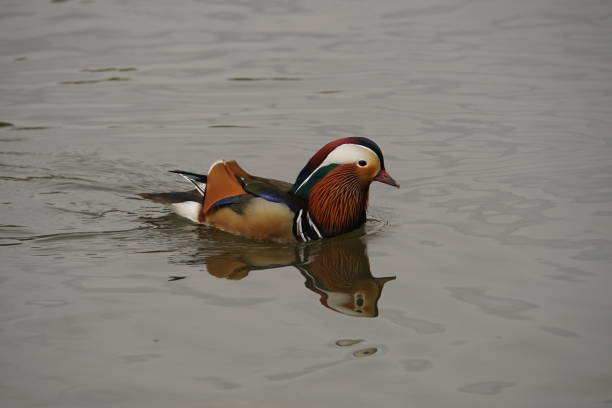 istock Mandarin Duck Swimming 2166659671